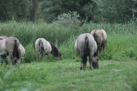 Konikpaarden