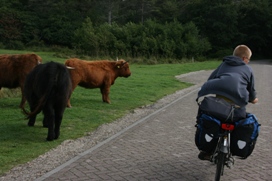 wilde koeien langs het fietspad