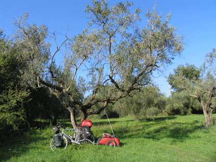 olijfboomgaard
