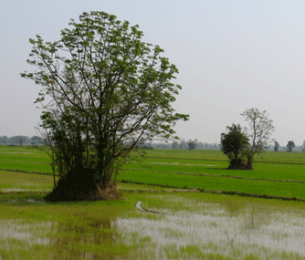 boom in rijstveld