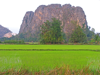 rijstvelden met berg op achtergrond