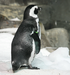 pinguin in sneeuw