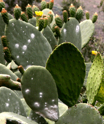 cactus vol luis