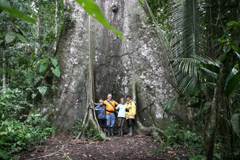 grote boom in Manu