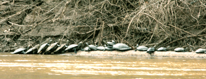 schildpadden op boomstam