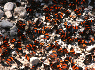 vlinders op het asfalt