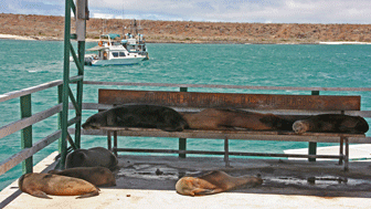 zeehonden op een bankje